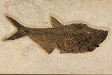 Huge, Fossil Fish (Diplomystus) - Wall Mount #299823-1